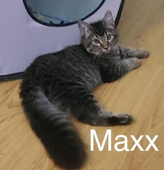 Maxx -  Domestic Medium Hair and Tabby Cat for Adoption in Tucson, Arizona - Maxx | PetCurious