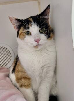 Rescue Domestic Short Hair Cats for Adoption in Reisterstown, Maryland - Rayne | PetCurious