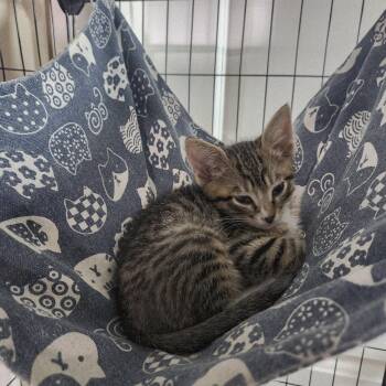 Rescue Domestic Short Hair Cats for Adoption in Tustin, California - Jackson | PetCurious