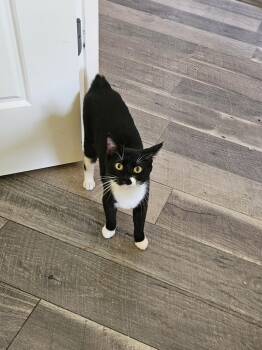 Nicki -  Manx Cat for Adoption in Springdale, Arkansas - Nicki | PetCurious