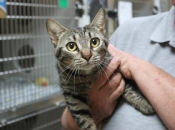 Domestic Short Hair Cats Available for Adoption in Brunswick, Georgia - Minnie | PetCurious