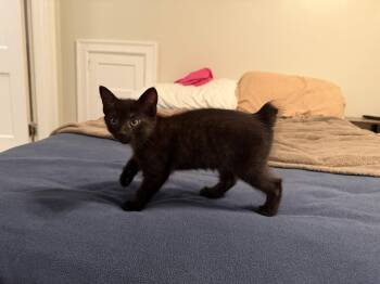 Poppy -  Domestic Short Hair Cat for Adoption in Broomall, Pennsylvania - Poppy | PetCurious
