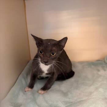 Breezey -  Domestic Short Hair Cat for Adoption in Lake Jackson, Texas - Breezey | PetCurious