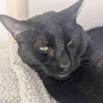 Kiwi -  Domestic Medium Hair Cat for Adoption in St. Helena, California - Kiwi | PetCurious