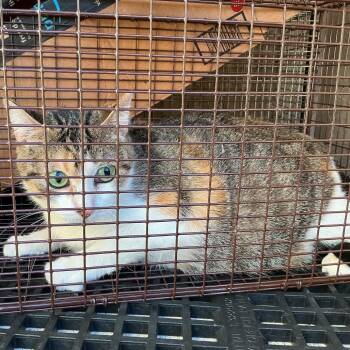 IVHS-Stray-142040 -  Domestic Short Hair Cat for Adoption in San Gabriel, California - IVHS-Stray-142040 | PetCurious