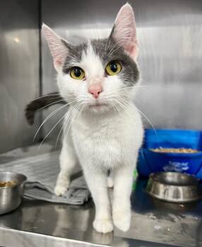 Rescue Domestic Short Hair Cats for Adoption in Pierceton, Indiana - Suzie | PetCurious