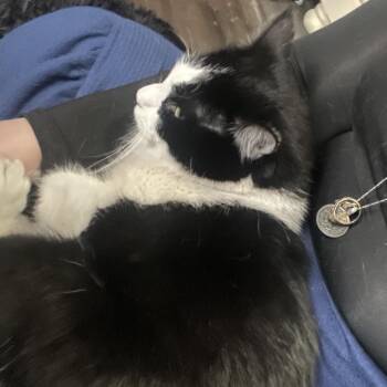 Domestic Short Hair Cats Available for Adoption in Rochester, Minnesota - Ness | PetCurious