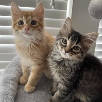 Moo Moo Meadows -  Domestic Short Hair Cat for Adoption in Charlottesville, Virginia - Moo Moo Meadows | PetCurious