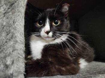 Rescue Domestic Short Hair Cats for Adoption in Colmar, Pennsylvania - Smudge | PetCurious