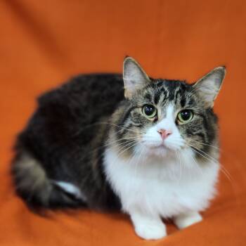 Rescue Domestic Medium Hair Cats for Adoption in Coos Bay, Oregon - Sugar / Benjamin | PetCurious