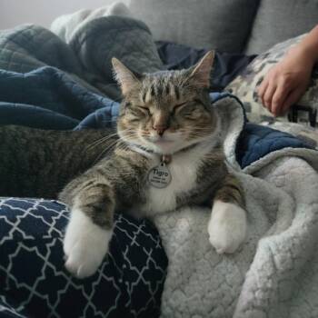 Tigre -  Domestic Short Hair Cat for Adoption in Salt Lake City, Utah - Tigre | PetCurious