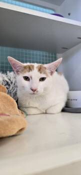 Domestic Short Hair Cats Available for Adoption - Zander | PetCurious