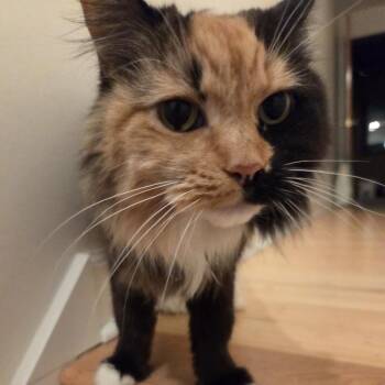 Abby Cabby -  Domestic Medium Hair Cat for Adoption in Baltimore, Maryland - Abby Cabby | PetCurious