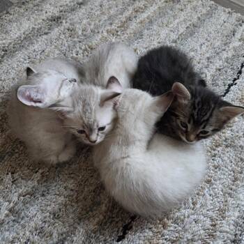 Canary -  Domestic Short Hair Cat for Adoption in Kanab, Utah - Canary | PetCurious