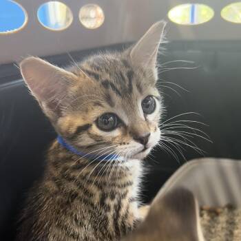 Levi -  Domestic Short Hair Cat for Adoption in Montgomery, Alabama - Levi | PetCurious