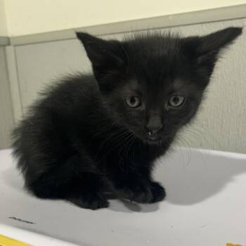 Domestic Short Hair Cats Available for Adoption in Tampa, Florida - Knight | PetCurious