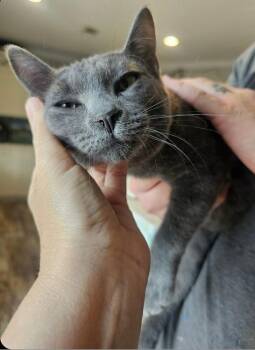 Russian Blue Cats Available for Adoption - Squints | PetCurious