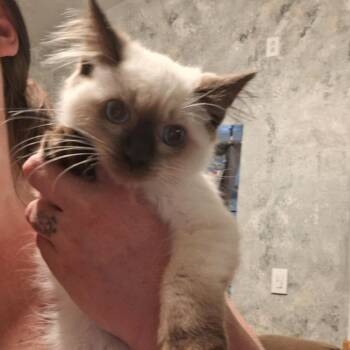 Hennessy -  Siamese Cat for Adoption in Grantsville, Utah - Hennessy | PetCurious