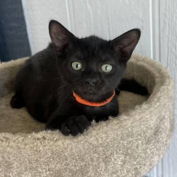 Max -  Domestic Short Hair Cat for Adoption in Temecula, California - Max | PetCurious