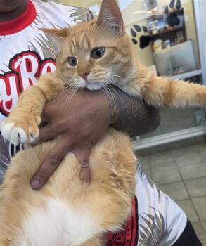 Domestic Short Hair Cats Available for Adoption - PUMPKIN | PetCurious