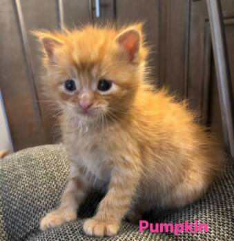 Pumpkin -  Domestic Short Hair Cat for Adoption in Macomb, Michigan - Pumpkin | PetCurious