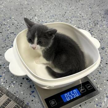 Domestic Short Hair Cats Available for Adoption in Ojai, California - Jasmine | PetCurious