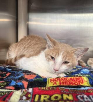 MAI TAI -  Domestic Short Hair Cat for Adoption in Hagerstown, Maryland - MAI TAI | PetCurious