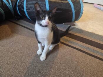 Rescue Domestic Short Hair Cats for Adoption in Bowdoin, Maine - Brisket | PetCurious