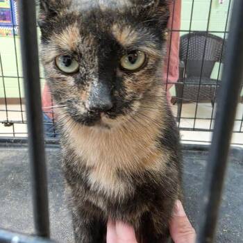 Zoe -  Domestic Short Hair Cat for Adoption in New York, New York - Zoe | PetCurious