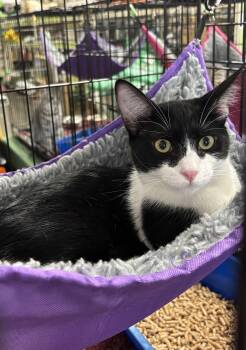 Rime -  Domestic Medium Hair Cat for Adoption in Morgan Hill, California - Rime | PetCurious