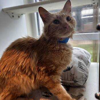 Teef -  Domestic Medium Hair Cat for Adoption in Chattanooga, Tennessee - Teef | PetCurious
