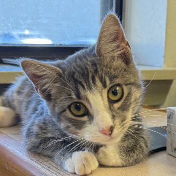 Rescue Domestic Short Hair Cats for Adoption in Jacksonville, Arkansas - Erika | PetCurious