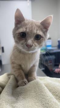 Domestic Short Hair Cats Available for Adoption - Eeyore | PetCurious