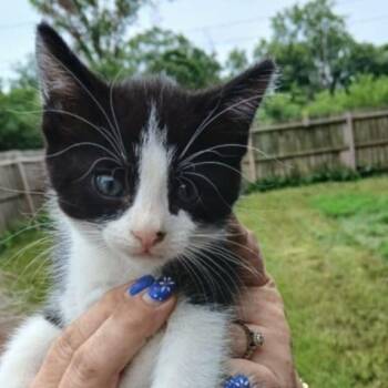 Rescue Domestic Short Hair Cats for Adoption in Danville, Illinois - Patrick | PetCurious