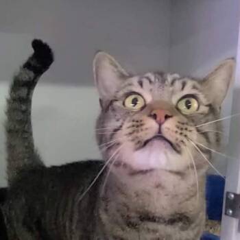 Rescue Domestic Short Hair Cats for Adoption in Hemet, California - Nala | PetCurious
