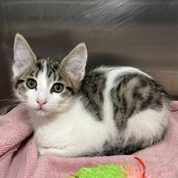Bubbles -  Domestic Short Hair Cat for Adoption in Palm Springs, California - Bubbles | PetCurious