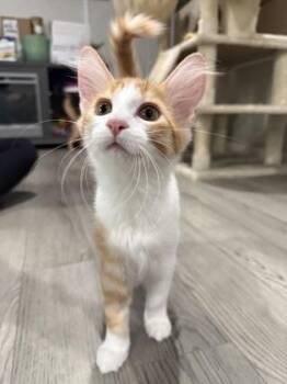 Ciabatta -  Domestic Medium Hair and Domestic Short Hair Cat for Adoption in Divide, Colorado - Ciabatta | PetCurious