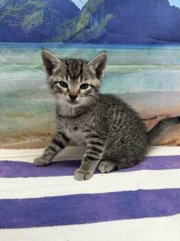 Buzz Lightyear -  Domestic Short Hair Cat for Adoption in San Antonio, Texas - Buzz Lightyear | PetCurious