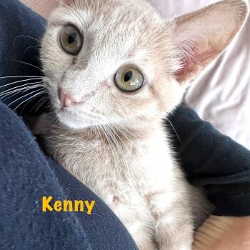 Kenny -  Tabby and Domestic Short Hair Cat for Adoption in Smithfield, North Carolina - Kenny | PetCurious