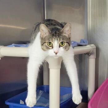 LYDIA -  Domestic Short Hair Cat for Adoption in Battle Creek, Michigan - LYDIA | PetCurious