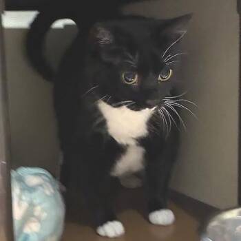 Sophie -  Domestic Short Hair and Mixed Breed Cat for Adoption in Jeffersonville, Indiana - Sophie | PetCurious