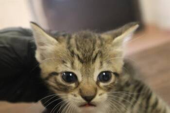 TATE -  Domestic Short Hair Cat for Adoption in Columbia, South Carolina - TATE | PetCurious