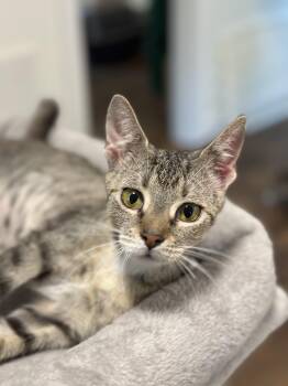 Rescue Domestic Short Hair and Oriental Tabby Cats for Adoption in Brierfield, Alabama - Nikki | PetCurious