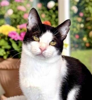 Mr. Bones -  Domestic Short Hair Cat for Adoption in Perry, Iowa - Mr. Bones | PetCurious