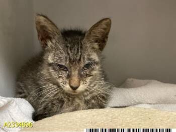 A2334896 -  Domestic Short Hair Cat for Adoption in West Palm Beach, Florida - A2334896 | PetCurious