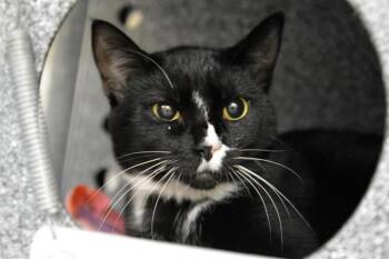SALLY CARRERA -  Domestic Short Hair Cat for Adoption in Colorado Springs, Colorado - SALLY CARRERA | PetCurious