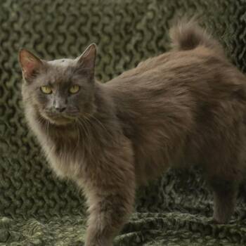 Maddie -  Domestic Medium Hair Cat for Adoption in Madisonville, Kentucky - Maddie | PetCurious