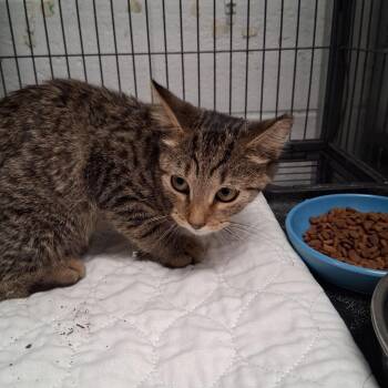 Universe-C -  Domestic Short Hair Cat for Adoption in East St. Louis, Illinois - Universe-C | PetCurious