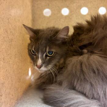 Bella -  Domestic Short Hair Cat for Adoption in Reno, Nevada - Bella | PetCurious
