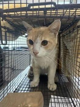 Chester -  Domestic Short Hair Cat for Adoption in West Chester, Pennsylvania - Chester | PetCurious
